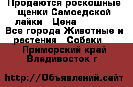 Продаются роскошные щенки Самоедской лайки › Цена ­ 40 000 - Все города Животные и растения » Собаки   . Приморский край,Владивосток г.